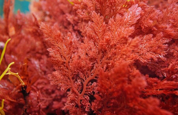 Canxi hữu cơ chiết xuất từ tảo biển đỏ. Ảnh: Davimin